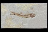 Cretaceous Fossil Fish (Davichthys) - Lebanon #70428-1